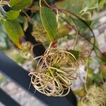 Clematis texensis Fruit