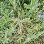 Lupinus cosentinii Плод