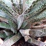 Gasteria obliqua Leaf