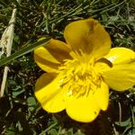 Ranunculus montanus Blomst