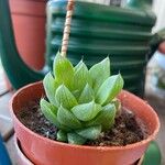 Haworthia cooperi Blatt