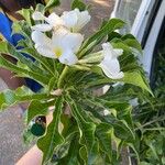 Plumeria alba ফুল