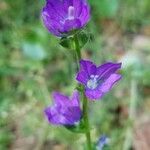 Triodanis perfoliata Flor