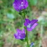 Triodanis perfoliata Fiore