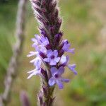 Verbena lasiostachys പുഷ്പം