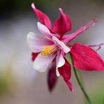 Aquilegia canadensis 花