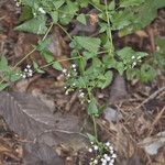 Fleischmannia incarnata Flower