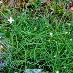 Moehringia muscosa Blatt