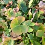 Marsilea quadrifolia Blatt