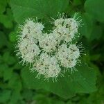 Viburnum acerifolium Bloem