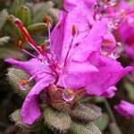 Rhododendron setosum Çiçek
