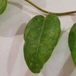 Cocculus orbiculatus List