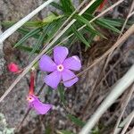 Mandevilla tenuifolia Fleur