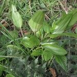 Ranunculus flammula Folha