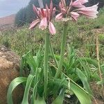 Crinum macowanii Flor