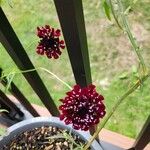 Scabiosa atropurpureaFlower