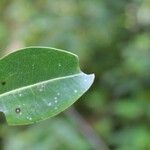 Xylopia richardii Leaf