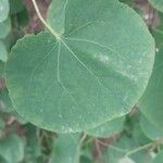 Cercidiphyllum japonicum Blatt