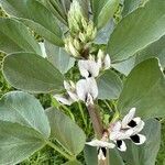 Vicia faba Blüte