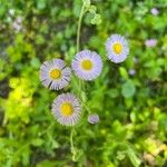 Erigeron philadelphicus花