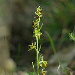 Ophrys virescens Blodyn