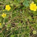 Ranunculus sardous Habit