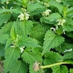 Lamium album Leht