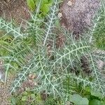 Acanthus arboreus Folio