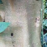 Pterospermum acerifolium Corteza