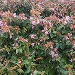 Abelia × grandifloraКветка