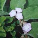 Convolvulus canariensis Flower