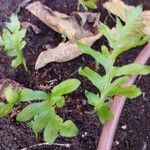 Polypodium californicum Hoja