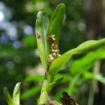 Polystachya stuhlmannii Flower