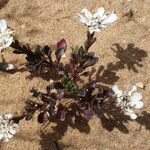 Iberis procumbens Natur