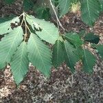 Fagus engleriana Blad