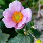 Anemone x hybrida 花