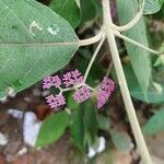 Callicarpa pedunculata Flor