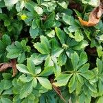 Pachysandra terminalisList