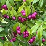 Syzygium paniculatum Плід