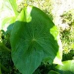 Echinodorus floribundus Leaf