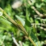 Polygala amarella Frunză