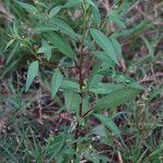 Ludwigia erecta Habitus