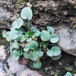 Bellium crassifolium पत्ता