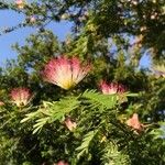 Calliandra surinamensis Kvet