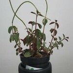 Peperomia verticillataBlad