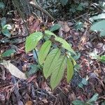 Leptoderris miegei Blatt