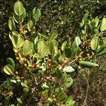 Rhamnus crocea Агульны выгляд