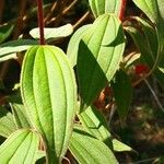 Melastoma malabathricum Leaf