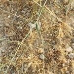 Gypsophila capillaris Habit