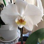 Phalaenopsis amabilisЦветок